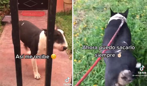 Ambos se han vuelto grandes amigos y esta joven es quien se encarga de darle sus paseos diarios. Foto: captura de Facebook