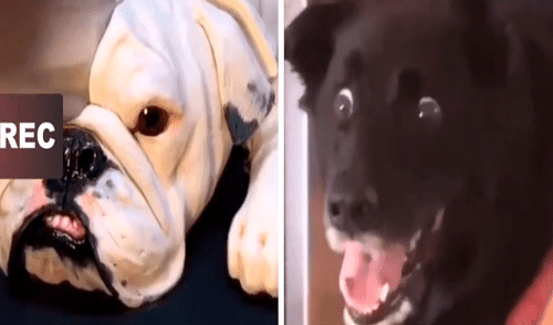 Los usuarios de las redes sociales quedaron consternados por la reacción del can al ver cortar un pastel con forma de perro. Foto: captura de TikTok