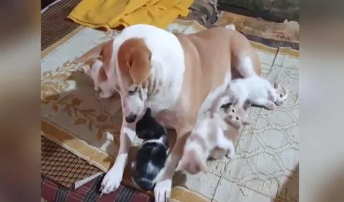 Esta perrita no tuvo reparos en acoger a unos gatitos abandonados y los protegió como si fueran sus crías. Foto: captura de YouTube