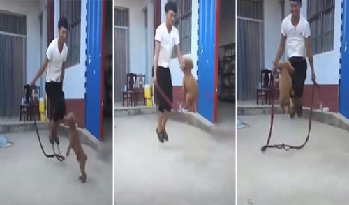 El travieso perrito sorprendió a miles de usuarios con su habilidad para saltar una cuerda. Foto: captura de TikTok