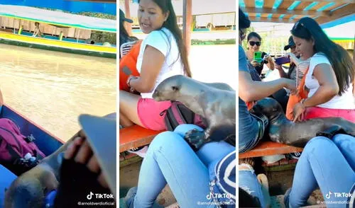 Así fue la interacción entre la nutria y los turistas. Foto: captura de TikTok / @arnoldverdioficial