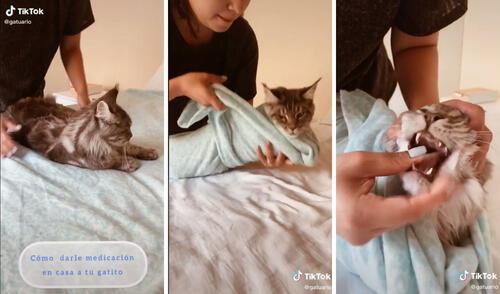 Así evitamos los incómodos forcejeos con nuestros gatos al medicarlos. Foto: captura de TikTok / @gatuario