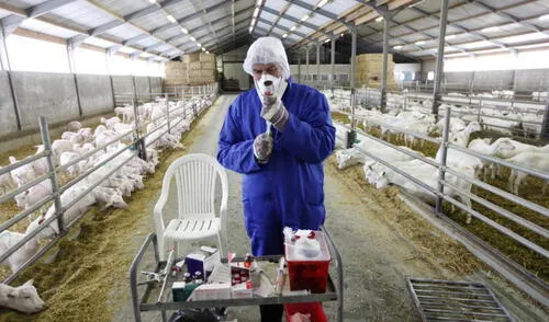 Los síntomas de esta enfermedad serían fiebre, escalofríos, fatiga y dolor muscular. Foto: Reuters