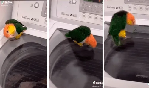 El inquieto loro quiso imitar el movimiento de una máquina lavadora. Foto: captura de TikTok