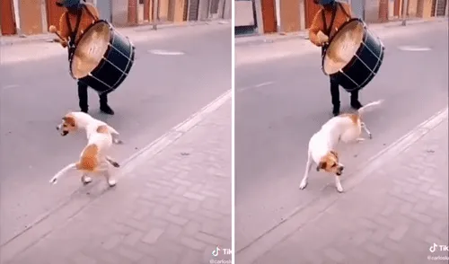 El perro comenzó a dar varias vueltas al inicio de la melodía andina. Foto: captura de TikTok El perro comenzó a dar varias vueltas al inicio de la melodía andina. Foto: captura de TikTok