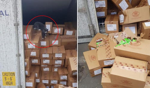 El minino sorprendió a los trabajadores de la empresa al ser visto en medio de las cajas de golosinas. Foto: Star Shine Shipping LTD / Facebook