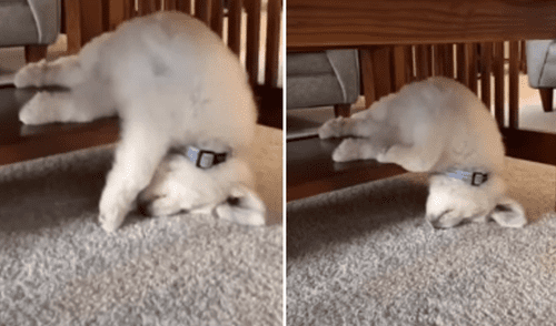 El video ha sido compartido a través del canal Rumble Viral. Foto: captura de YouTube.