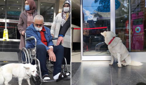 El can esperó fielmente a su amo y luego de casi una semana, pudo reencontrarse con él. Foto: Daily Sabah