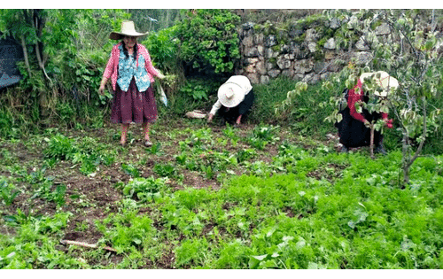 Mesías Guevara señaló que la producción del cultivo de hortalizas es para las familias vulnerables. Foto: Gobierno Regional de Cajamarca