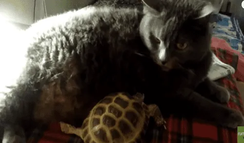 El video ha sido compartido en el canal Rumble Viral. Foto: captura de YouTube.