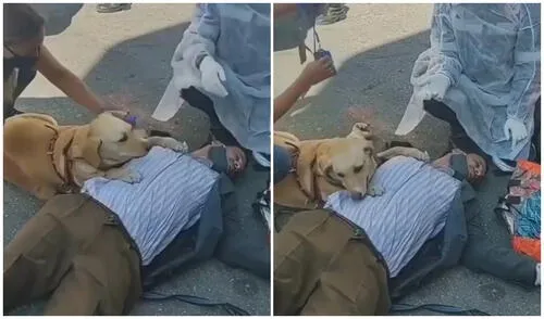 Nina se recostó sobre su dueño al verlo echado en el suelo. Foto: captura de Color Vision