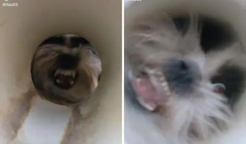Como si estuviera poseído. Esta fue la imagen del perrito que espantó a los niños. Foto: captura de TikTok / @fdo03