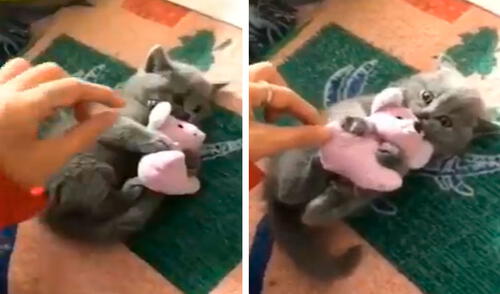 Un gato descubrió que su dueña intentaba alejarlo de su muñeco preferido e hizo todo lo posible para impedirlo. Foto: captura de TikTok Un gato descubrió que su dueña intentaba alejarlo de su muñeco preferido e hizo todo lo posible para impedirlo. Foto: captura de TikTok