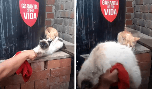 Miles de usuarios quedaron sorprendidos al ver a los animales. Foto: captura de Facebook. Miles de usuarios quedaron sorprendidos al ver a los animales. Foto: captura de Facebook.