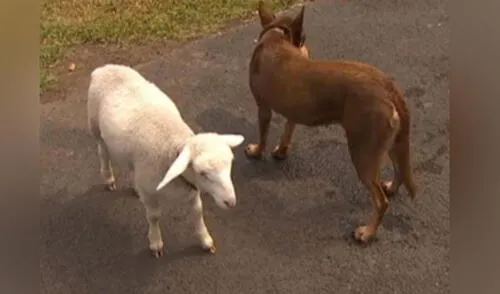 Estos animales demostraron que son un dúo inseparable en las buenas y en las malas. Foto: captura de 7 News
