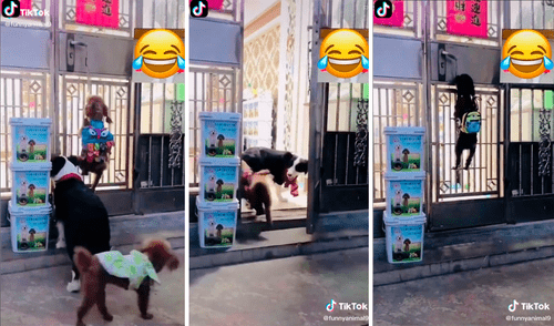 Uno de los perros escaló la puerta de su casa y la abrió para entrar él y sus mejores amigos. Foto: captura de TikTok