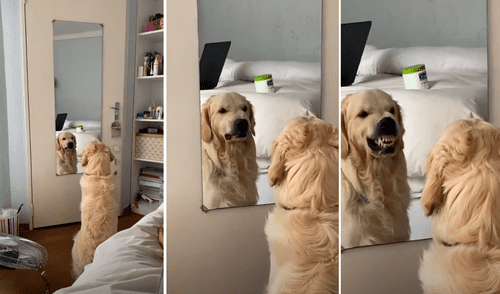 La mascota pensó que había otro perro en el espejo. Foto: captura de YouTube