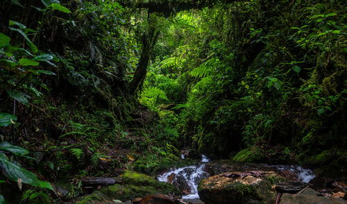 Chuyapi Urusayhua alberga 936 especies de plantas. Foto: Gobierno Regional de Cusco