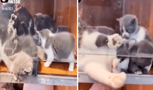 El travieso gatito comenzó a maullar al quedar atrapado en la rendija de una placa de vidrio. Foto: captura de TikTok