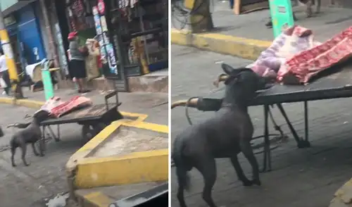 El video hizo reír a miles de usuarios de la plataforma. Foto: captura de Facebook. El video hizo reír a miles de usuarios de la plataforma. Foto: captura de Facebook.