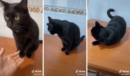 El gatito que tiene una inteligencia 'diferente'. Foto: captura de TikTok / @cat.alekai