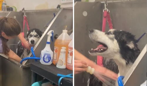 El video se convirtió en un viral de TikTok con más de 15 000 000 de reproducciones. Foto: captura de TikTok / @saralynnpullum