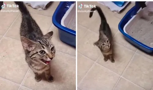 El 'canto' del gatito que no esperaban los internautas. Foto: captura de TikTok / @petcutie0