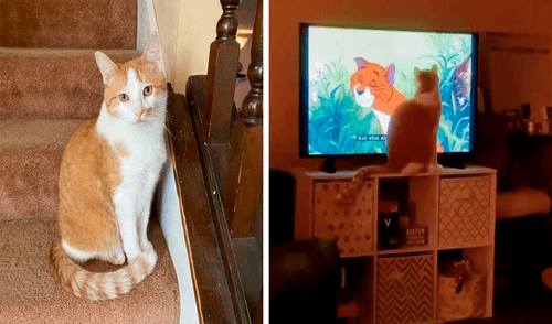 El gato maúlla cuando su dueña le pone otras películas o programas de televisión. Foto: captura de Facebook