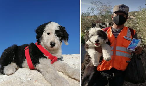 Coco se perdió en el distrito de Paucarpata. Foto: Jorge Luis