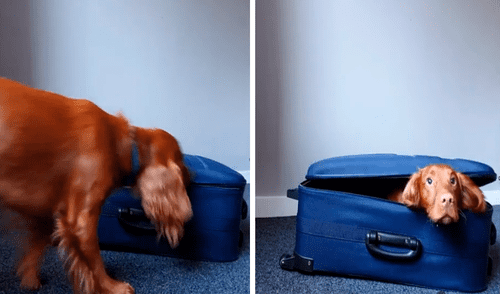 El perro no quería que su dueño viaje sin él y se metió en su maleta. Foto: captura de Facebook El perro no quería que su dueño viaje sin él y se metió en su maleta. Foto: captura de Facebook