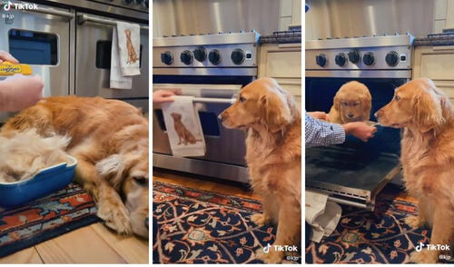 Así se vio el resultado de la 'clonación'. Foto: captura de TikTok / @kjp Así se vio el resultado de la 'clonación'. Foto: captura de TikTok / @kjp