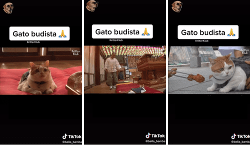 Nadie se esperaba la vida que llevaría el minino desde que llegó a este templo. Foto: captura de TikTok