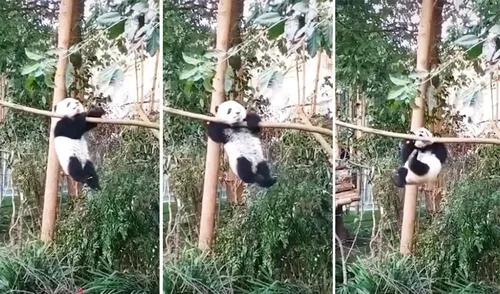 El animal dejó a todos sorprendidos con su destreza para trepar los árboles. Foto: captura de TikTok El animal dejó a todos sorprendidos con su destreza para trepar los árboles. Foto: captura de TikTok