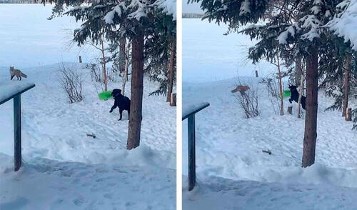 Un hombre acudió a la casa de sus padres acompañado de su perro; sin embargo, no imaginó que tendrían la visita de un zorro. Foto: Caters Clips
