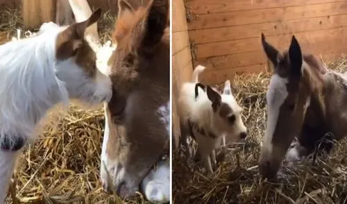 La cuidadora de ambos animales los captó mientras estos se mostraban afecto. Foto: captura de YouTube
