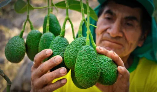 Estos trabajos forman parte de la Estrategia de Desarrollo Vraem 2021. Foto: Devida