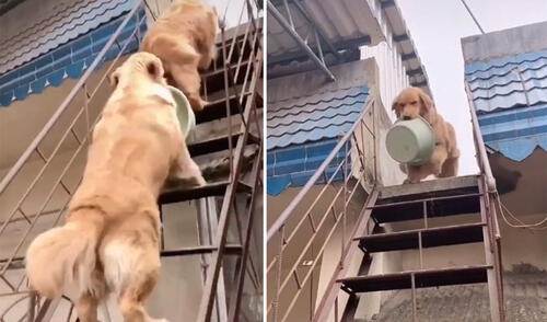 Este 'hambriento' perrito no toleró que su amo se demore y tuvo una furiosa reacción. Foto: captura de TikTok