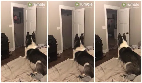 El animal estuvo muy confundido tras ver que su dueño ya no estaba. Foto: captura de YouTube, Rumble Viral El animal estuvo muy confundido tras ver que su dueño ya no estaba. Foto: captura de YouTube, Rumble Viral