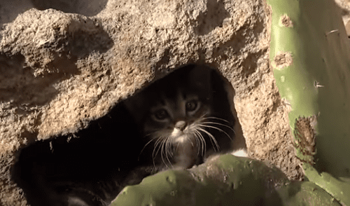 El video ha sido compartido a través del canal El Dodo. Foto: captura de YouTube.