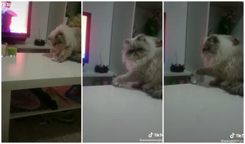 Al felino no le importó nada y siguió con su 'travesura'. Foto: captura de TikTok (@animalsdoingthings)