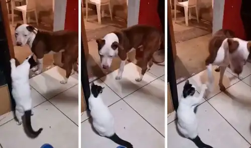 Un hombre se emocionó al ver juntos a sus mascotas; sin embargo, estos estuvieron a punto de enfrentarse. Foto: captura de TikTok