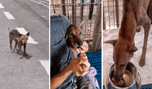 La mascota fue hallada deambulando por una carretera. Desafortunadamente perdió a sus crías. Foto: captura de Facebook Animal Rescue La mascota fue hallada deambulando por una carretera. Desafortunadamente perdió a sus crías. Foto: captura de Facebook Animal Rescue
