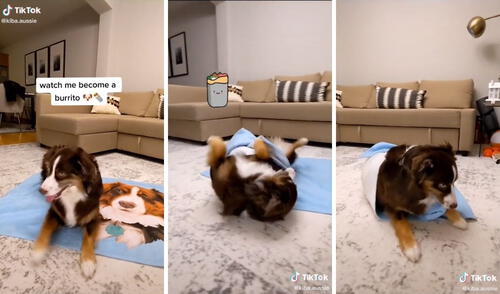 El truco que enterneció a miles de usuarios en TikTok. Foto: captura de TikTok / @kiba.aussie