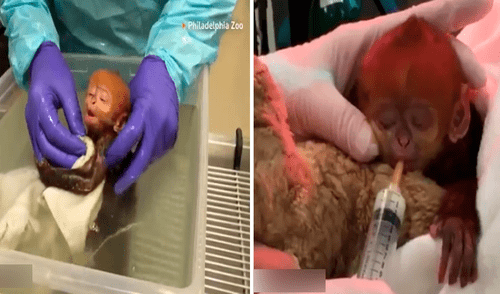 El bebé tuvo que ser atendido por los médicos ante el rechazo de la madre. Foto: captura de Facebook zoológico de Filadelfia