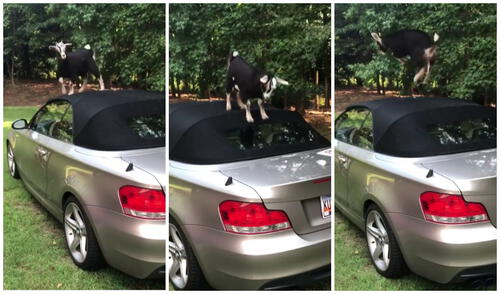 El bóvido se entretuvo con el vehículo. Foto: captura de Instagram (animalsdoingthings) El bóvido se entretuvo con el vehículo. Foto: captura de Instagram (animalsdoingthings)