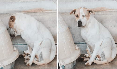 La perrita vive deprimida y sin ánimos para jugar. Se pasa las horas en un rincón con la mirada triste. Foto: captura de Facebook / Protectora d'Animals de Tarragona La perrita vive deprimida y sin ánimos para jugar. Se pasa las horas en un rincón con la mirada triste. Foto: captura de Facebook / Protectora d'Animals de Tarragona