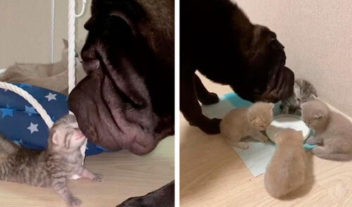 Un perro conoció a las crías de su ‘compañera’ y se encariño al instante, por lo que decidió no separarse de su lado para protegerlos. Foto: Caters Clips