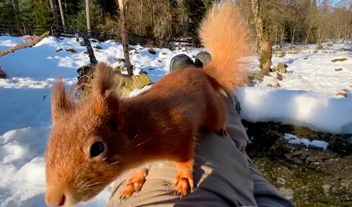 Una pareja salió a descansar a los exteriores de su casa, sin imaginar que unas ardillas aprovecharían su descuido para subirse encima de ellos. Foto: Caters Clips