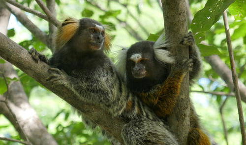 Los titíes demuestran un comportamiento social similar a los humanos. Foto: Universidad de Zúrich