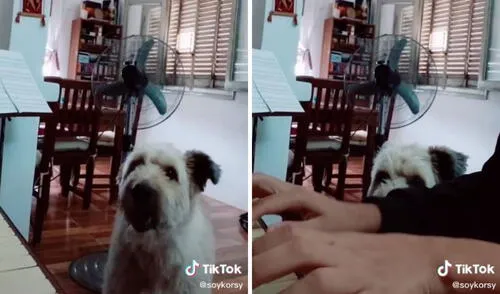 El tierno perrito 'cantante'. Foto: captura de TikTok / @soykorsy